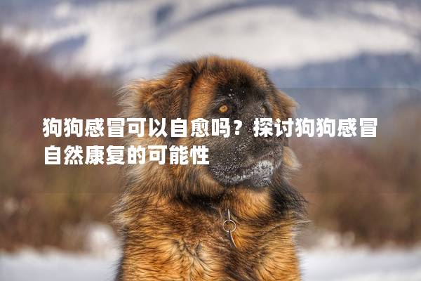 狗狗感冒可以自愈吗？探讨狗狗感冒自然康复的可能性