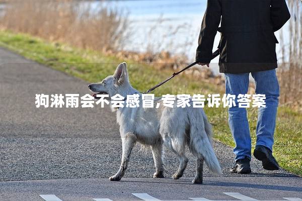 狗淋雨会不会感冒,专家告诉你答案