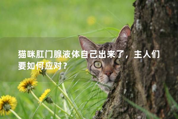 猫咪肛门腺液体自己出来了，主人们要如何应对？