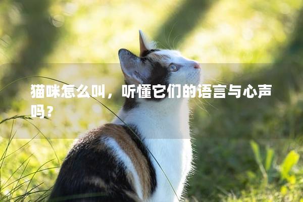 猫咪怎么叫，听懂它们的语言与心声吗？