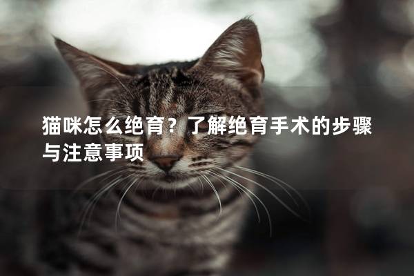 猫咪怎么绝育？了解绝育手术的步骤与注意事项