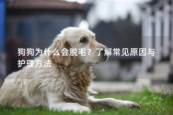 狗狗为什么会脱毛？了解常见原因与护理方法