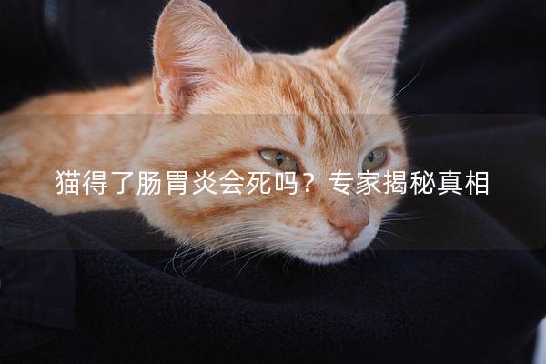 猫得了肠胃炎会死吗？专家揭秘真相