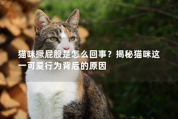 猫咪撅屁股是怎么回事？揭秘猫咪这一可爱行为背后的原因