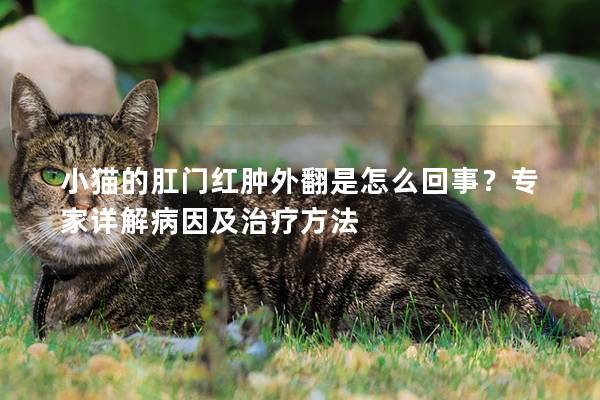 小猫的肛门红肿外翻是怎么回事？专家详解病因及治疗方法