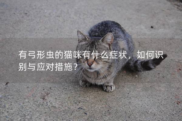 有弓形虫的猫咪有什么症状，如何识别与应对措施？