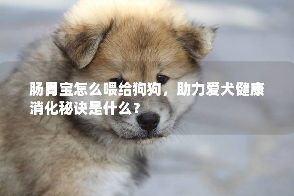 肠胃宝怎么喂给狗狗，助力爱犬健康消化秘诀是什么？