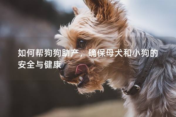 如何帮狗狗助产，确保母犬和小狗的安全与健康