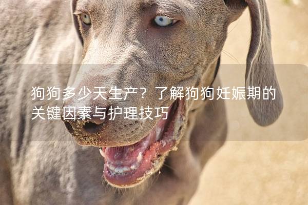 狗狗多少天生产？了解狗狗妊娠期的关键因素与护理技巧