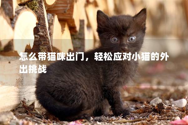 怎么带猫咪出门，轻松应对小猫的外出挑战