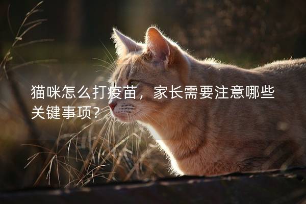 猫咪怎么打疫苗，家长需要注意哪些关键事项？