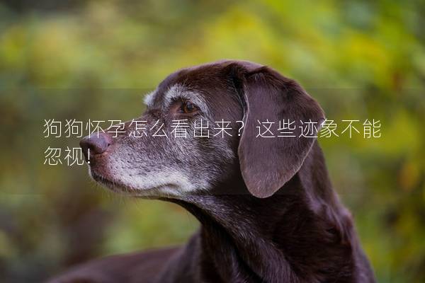 狗狗怀孕怎么看出来？这些迹象不能忽视!