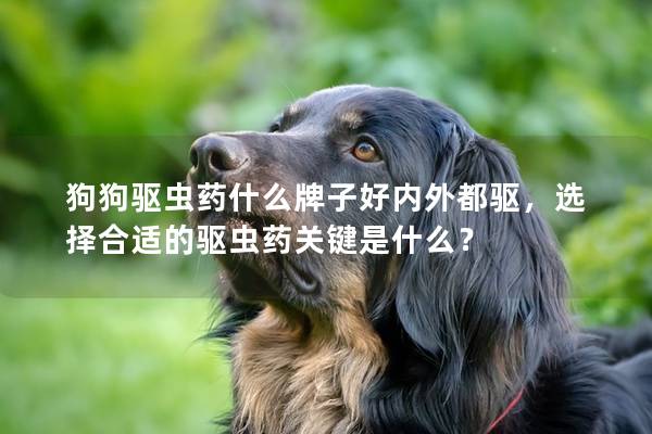 狗狗驱虫药什么牌子好内外都驱，选择合适的驱虫药关键是什么？