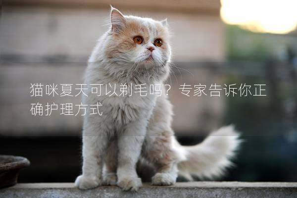 猫咪夏天可以剃毛吗？专家告诉你正确护理方式