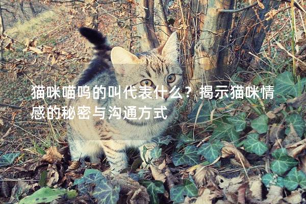 猫咪喵呜的叫代表什么？揭示猫咪情感的秘密与沟通方式