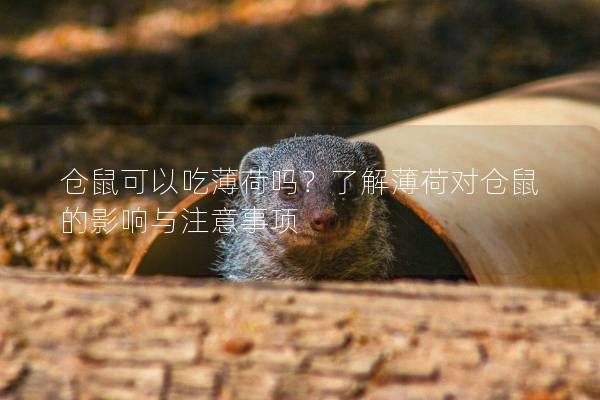 仓鼠可以吃薄荷吗?了解薄荷对仓鼠的影响与注意事项 仓鼠可以吃薄荷吗?了解薄荷对仓鼠的影响与注意事项