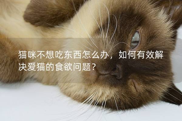 猫咪不想吃东西怎么办，如何有效解决爱猫的食欲问题？