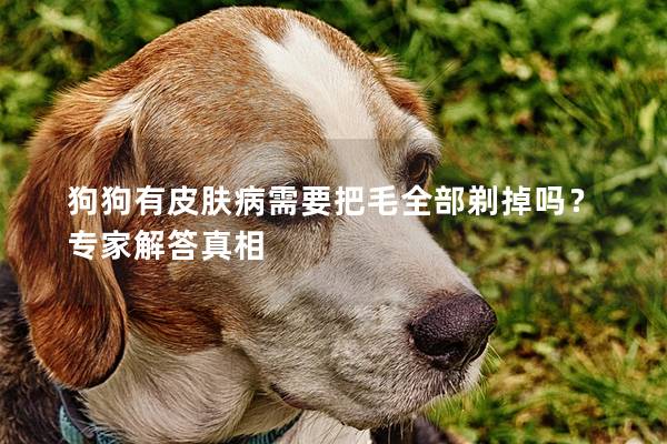 狗狗有皮肤病需要把毛全部剃掉吗？专家解答真相