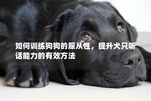 如何训练狗狗的服从性，提升犬只听话能力的有效方法