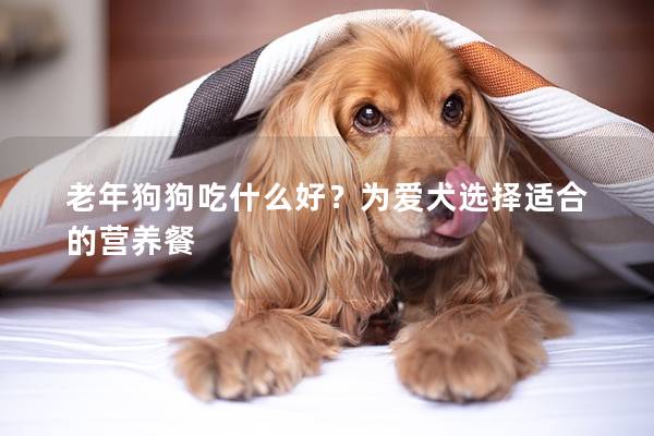 老年狗狗吃什么好？为爱犬选择适合的营养餐