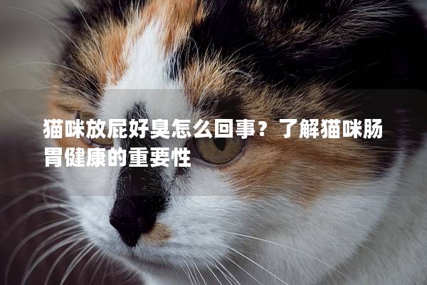 猫咪放屁好臭怎么回事？了解猫咪肠胃健康的重要性