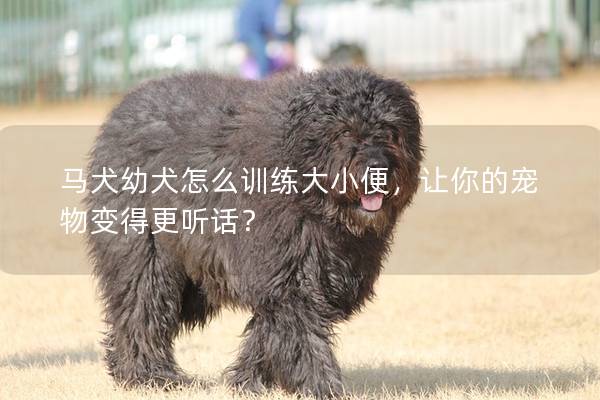 马犬幼犬怎么训练大小便，让你的宠物变得更听话？