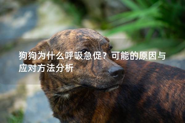 狗狗为什么呼吸急促？可能的原因与应对方法分析