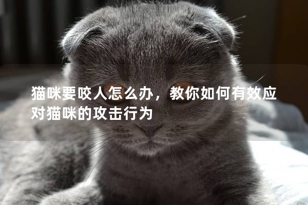 猫咪要咬人怎么办，教你如何有效应对猫咪的攻击行为