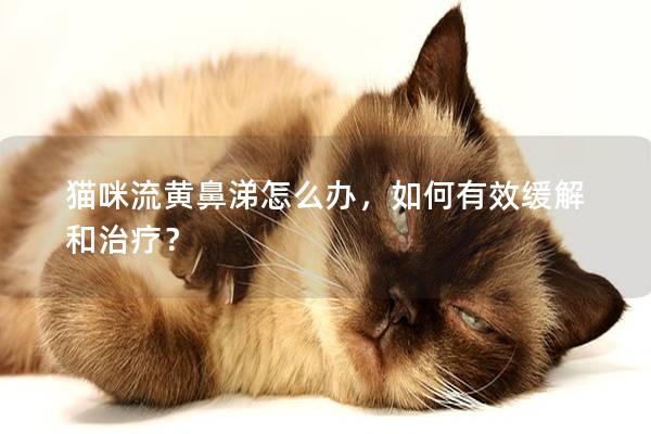 猫咪流黄鼻涕怎么办，如何有效缓解和治疗？