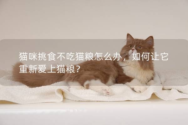 猫咪挑食不吃猫粮怎么办，如何让它重新爱上猫粮？