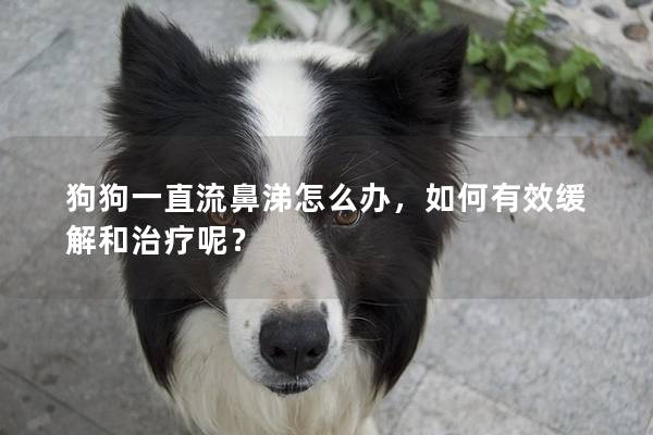 狗狗一直流鼻涕怎么办，如何有效缓解和治疗呢？