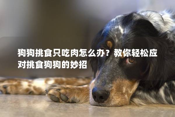 狗狗挑食只吃肉怎么办？教你轻松应对挑食狗狗的妙招