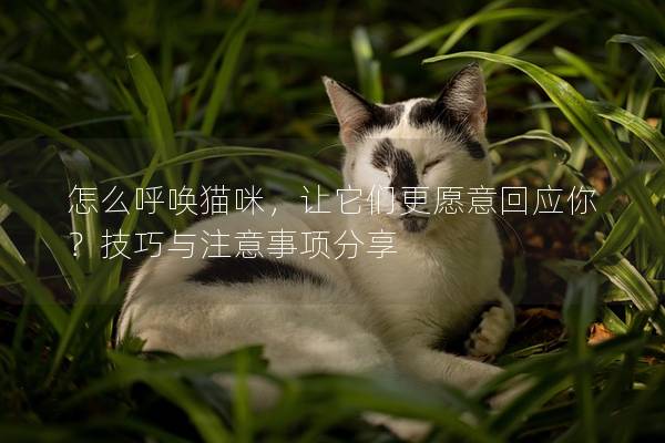 怎么呼唤猫咪，让它们更愿意回应你？技巧与注意事项分享