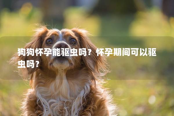 狗狗怀孕能驱虫吗？怀孕期间可以驱虫吗？