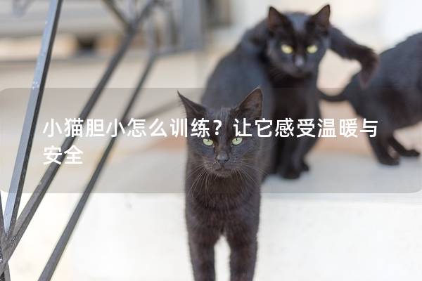 小猫胆小怎么训练？让它感受温暖与安全