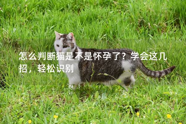 怎么判断猫是不是怀孕了？学会这几招，轻松识别