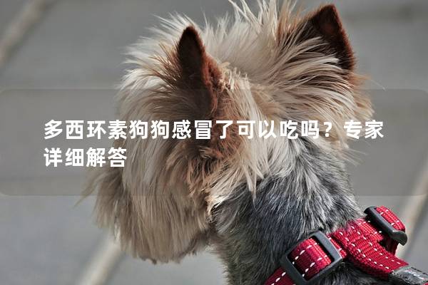 多西环素狗狗感冒了可以吃吗？专家详细解答