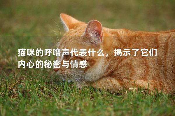 猫咪的呼噜声代表什么，揭示了它们内心的秘密与情感