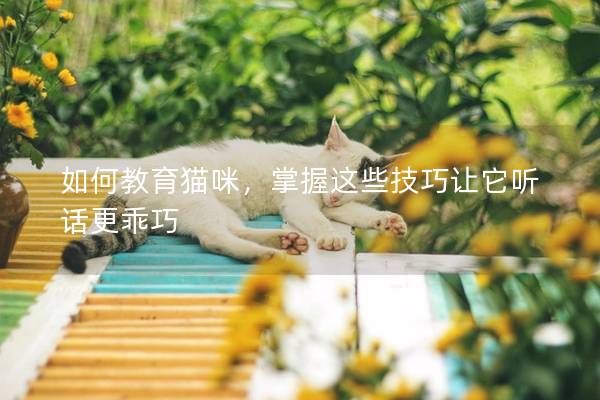 如何教育猫咪，掌握这些技巧让它听话更乖巧