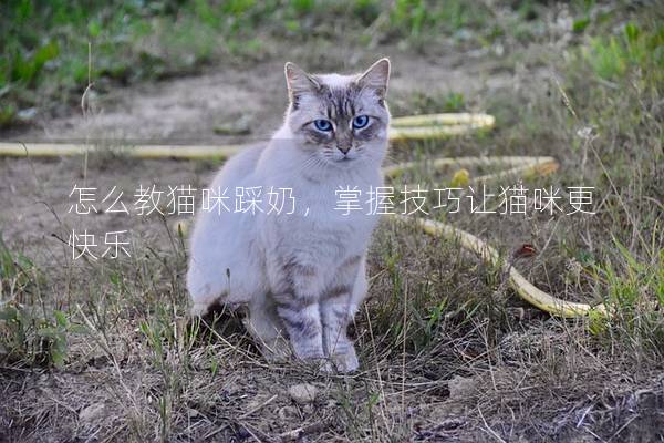 怎么教猫咪踩奶，掌握技巧让猫咪更快乐