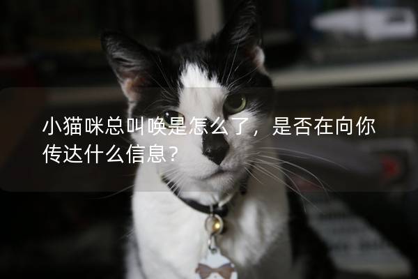 小猫咪总叫唤是怎么了，是否在向你传达什么信息？