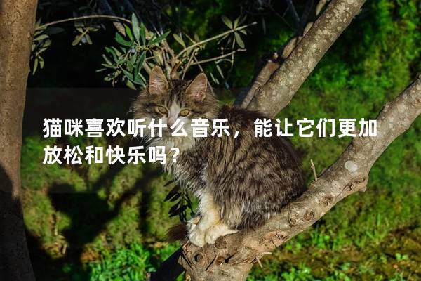 猫咪喜欢听什么音乐，能让它们更加放松和快乐吗？