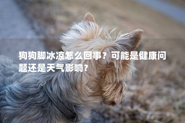 狗狗脚冰凉怎么回事？可能是健康问题还是天气影响？