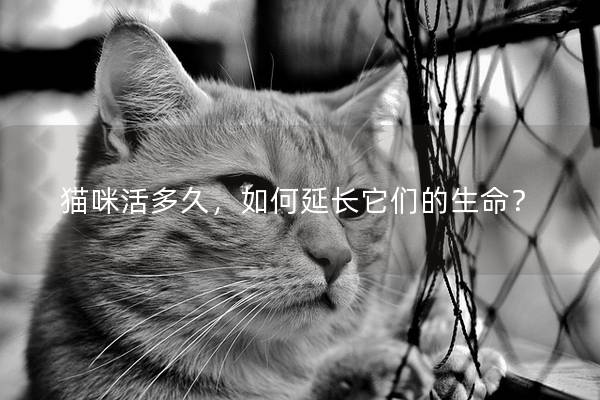 猫咪活多久，如何延长它们的生命？