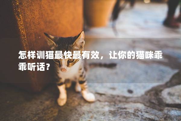 怎样训猫最快最有效，让你的猫咪乖乖听话？