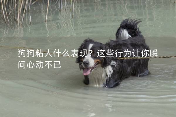 狗狗粘人什么表现？这些行为让你瞬间心动不已