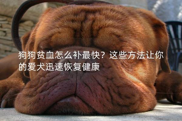 狗狗贫血怎么补最快？这些方法让你的爱犬迅速恢复健康