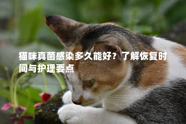 猫咪真菌感染多久能好？了解恢复时间与护理要点