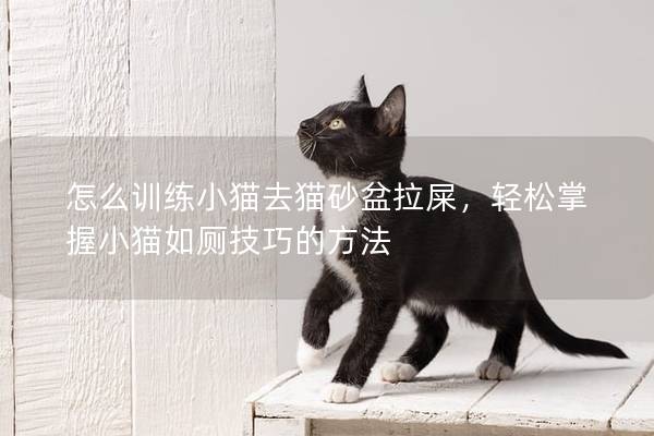 怎么训练小猫去猫砂盆拉屎，轻松掌握小猫如厕技巧的方法