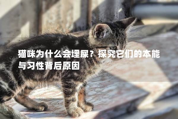 猫咪为什么会埋屎？探究它们的本能与习性背后原因